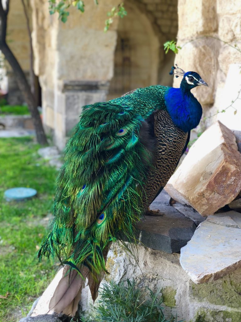 InesLifeStyle Peacock